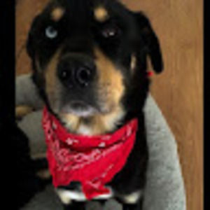 Meet your Posher, Ashley salamonee